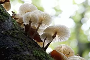 Porcelain Fungus Collection: Porcelain fungi (Oudemansiella mucida)