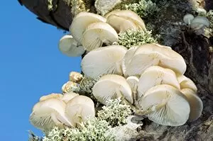 Oudemansiella Mucida Collection: Porcelain fungus