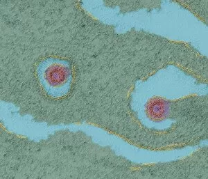 Images Dated 30th July 2002: Porcine endogenous retrovirus, TEM