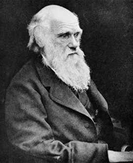 Portrait of Charles Darwin, British naturalist Portrait of Charles Darwin, British naturalist