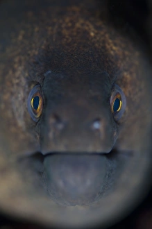 Marine Life Images Prints: Portrait of a giant moray eel