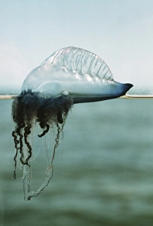 Portuguese man-of-war Portuguese man-of-war