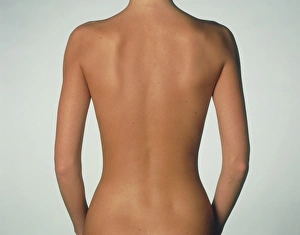 Posterior view of the torso of a standing woman Posterior view of the torso of a standing woman