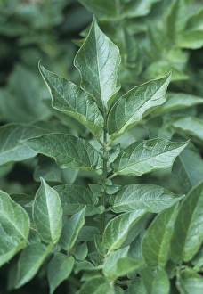 Potato foliage (Solanum tuberosum Anya') Potato foliage (Solanum tuberosum Anya')