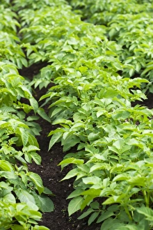 Potato Field Prints: Potato plants in a vegetable patch
