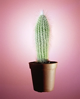 Potted cactus plant Potted cactus plant