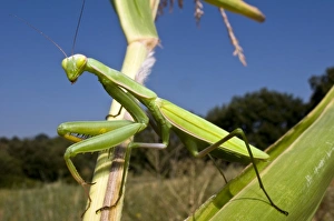 Praying Mantis Print on Plant Stem