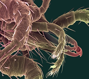 Scanning Electron Micrograph SEM Prints: Predatory mite, SEM