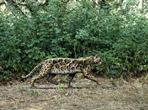 Images Dated 16th August 2011: Prehistoric Cat Print