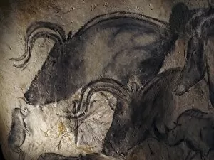 Chauvet Collection: Prehistoric cave paintings, Chauvet C016 / 0576