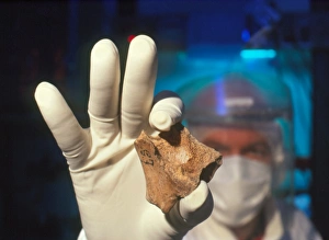 Prepared neanderthal bones for DNA extraction Prepared neanderthal bones for DNA extraction