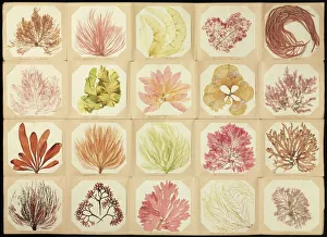 Prints of Pressed seaweed specimens collected by women living in Jersey during the 1850s and 1860s Botanical Prints: Pressed Seaweed Specimens Print C016 / 6127