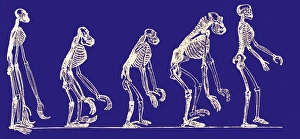Prints of Primate evolution. Historical artwork of various primate skeletons, showing their evolutionary similarities and differences Images Dated 2006 May: Primate Evolution Print
