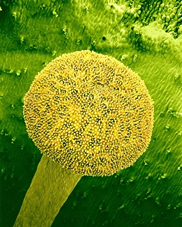 Images Dated 2001: Primrose Stigma Print, SEM