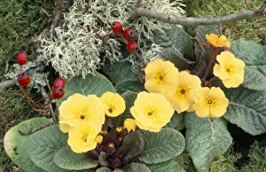 Crataegus Monogyna Prints: Primroses