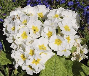 British Spring Flowers Prints: Primula Crescendo White
