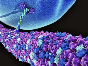 Protein, microtubules and cell, artwork Protein, microtubules and cell, artwork