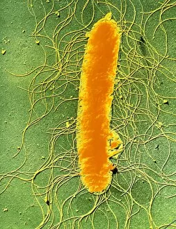 Images Dated 5th September 2003: Proteus mirabilis bacterium