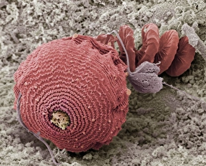 Coloured Scanning Electron Micrograph Prints: Protozoan, SEM