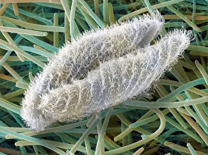 Protozoan sexual reproduction, SEM Z105/0240 Protozoan sexual reproduction, SEM Z105/0240