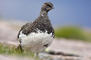 Summer Bird Photography UK Prints: Ptarmigan