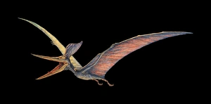 Late Cretaceous Period Prints: Pteranodon pterosaur