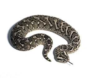 Venomous Snakes Africa Prints: Puff adder C016 / 6094
