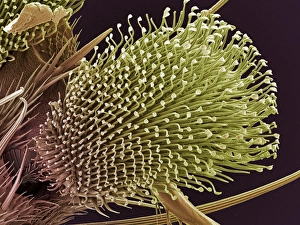 Pulvilli on a flys foot, SEM Pulvilli on a flys foot, SEM