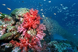 Coral Reef Ecosystem Photos Prints: Pygmy sweeper fish