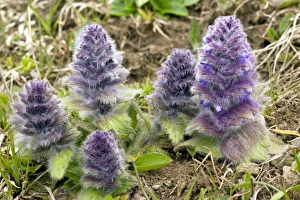 Images Dated 2011 January: Pyramidal Bugle Flowering in the Great Caucasus Print