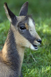Pyrenees Wildlife Prints: Pyrenean chamois