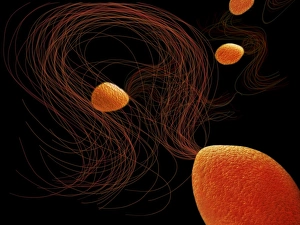 Images Dated 2012 May: Pyrococcus furiosus archaea print