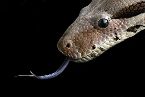 Images Dated 23rd August 2007: Python Print: Snake's Tongue Detecting Airborne Odours