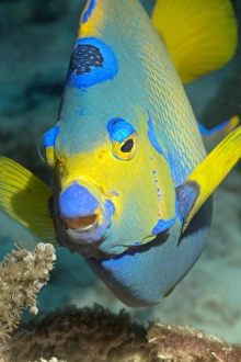 Tropical Ocean Fauna Prints: Queen angelfish