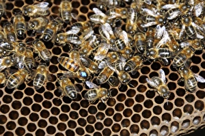 Beekeeping Practices Prints: Queen bee with worker bees