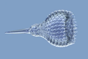 Marine Plankton Images Prints: Radiolarian, light micrograph