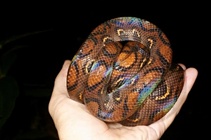 Prints of Rainbow boa (Epicrates cenchria). This snake was found in rainforest near Iquitos, Peru Images Dated 2009 May: Rainbow Boa Print - Peruvian Rainforest Snake