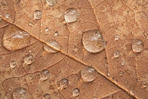 Raindrops On Leaves Prints: Raindrops on a leaf