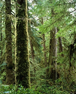 Tropical Forest Prints: Rainforest