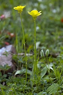 Mediterranean Flora Prints: Ranunculus millefoliatus