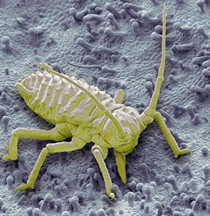 SEM Images Of Insects Prints: Raspberry aphid, SEM C014 / 1431