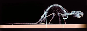 Prints of Rat skeleton. Coloured X-ray of a rat (Rattus sp.) specimen. The rat is held in place by wire supports (blue vertical lines) which are attached to a base (bottom) Images Dated 2004 December: Coloured X-ray Print of a Rat Skeleton