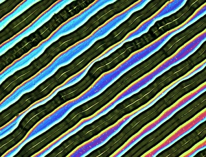Vinyl Record Surface Print (Normarski DIC Light Micrograph)