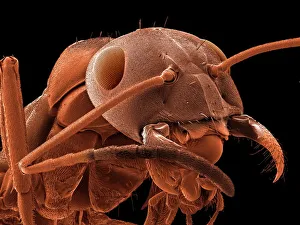 SEM Prints: Red-barbed ant (Formica rufibarbis) SEM Print