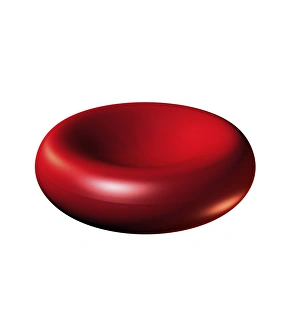 Red blood cell Red blood cell