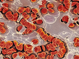 Red blood cells embedded in tissue Red blood cells embedded in tissue