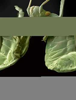 Prints of Red bug. Coloured scanning electron micrograph (SEM) of a red bug (family Pyrrhocoridae), showing its underside. This family of insects consists of over 300 species Images Dated 2008 April: Red Bug Print, SEM