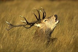 Red Deer Behavior Prints: Red Deer