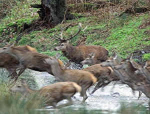 Red Deer Behavior Prints: Red deer herd
