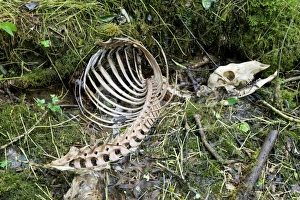 Prints of Red deer skeleton. Part of the skeleton of a red deer (Cervus elaphus), found in a wood near a ditch Images Dated 2009 November: Red Deer Skeleton Print
